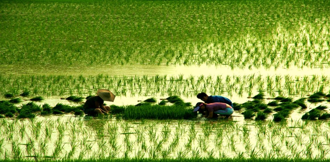 魚臺縣省級現(xiàn)代農(nóng)業(yè)產(chǎn)業(yè)園項目簡介